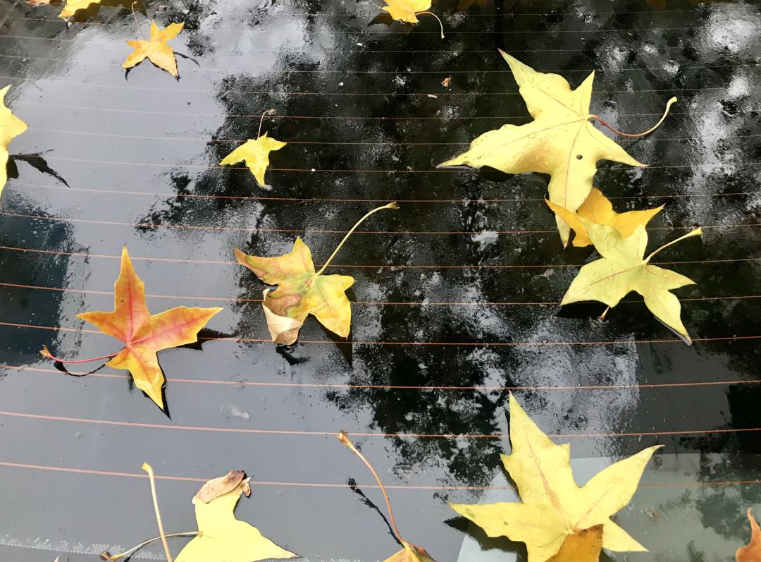 有种天气叫小雨 下到初冬周末里