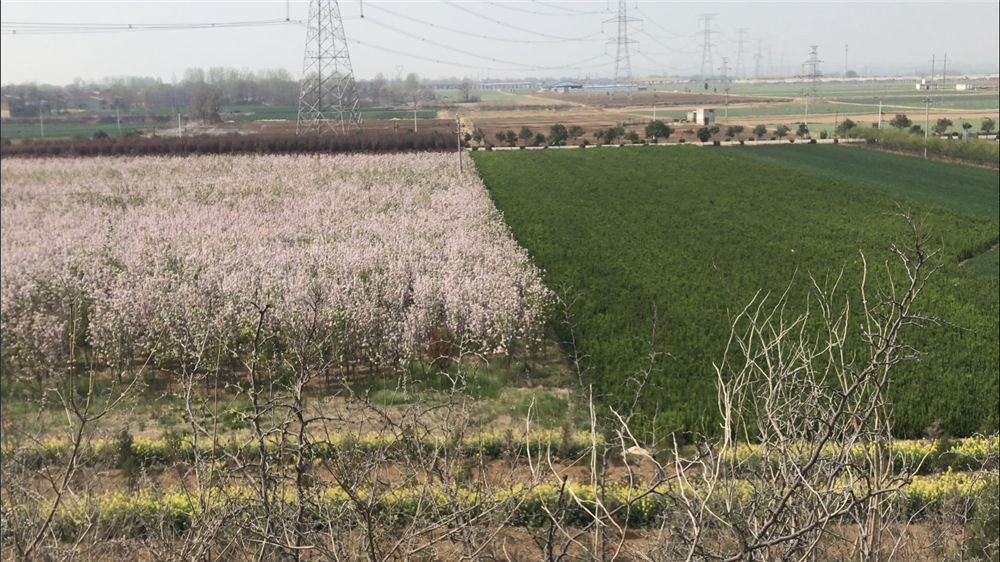 洛阳田地里的老坟台:据县志记载为后唐明宗的陵墓