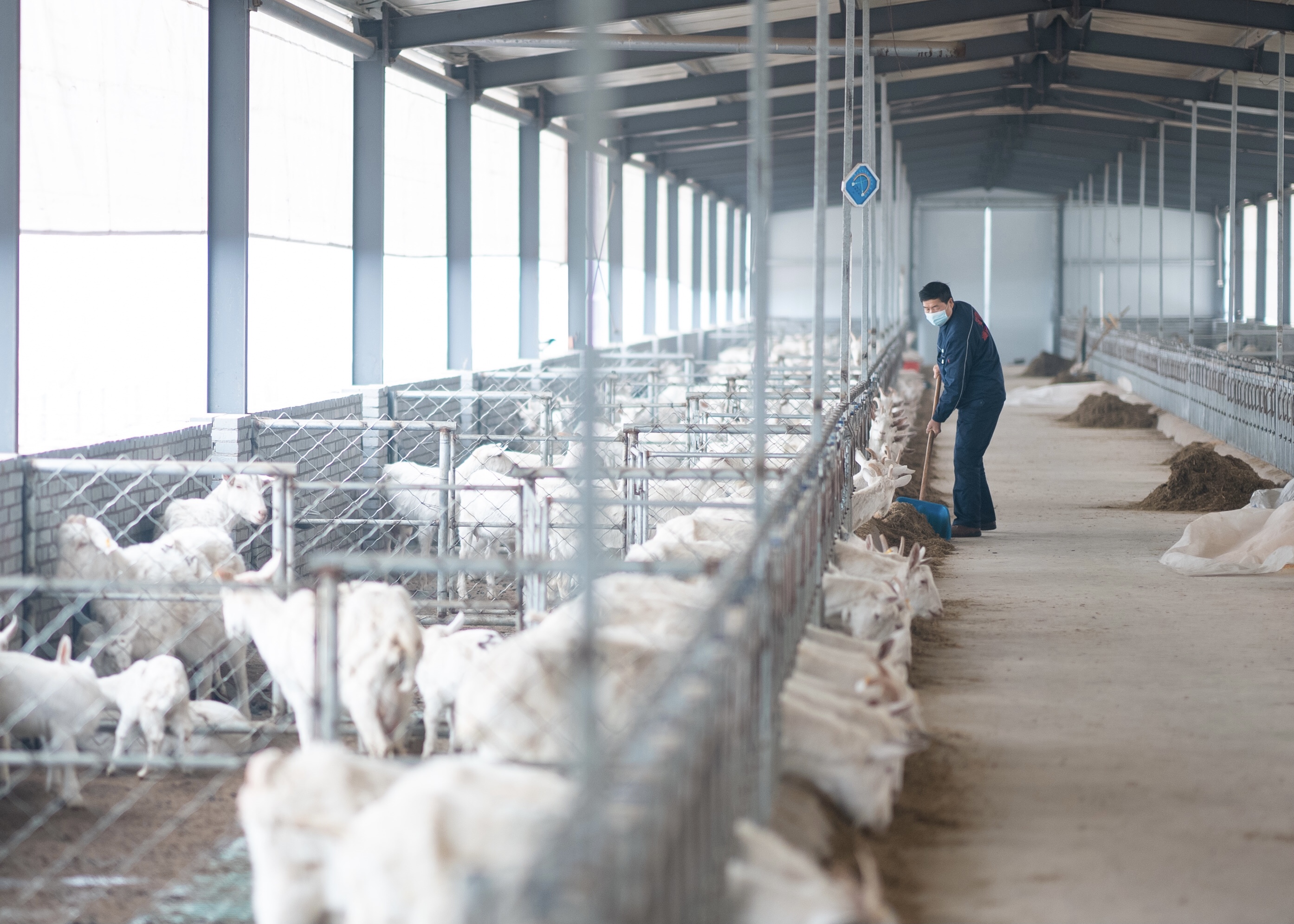 羊妙妙位于嵩县的现代化羊场