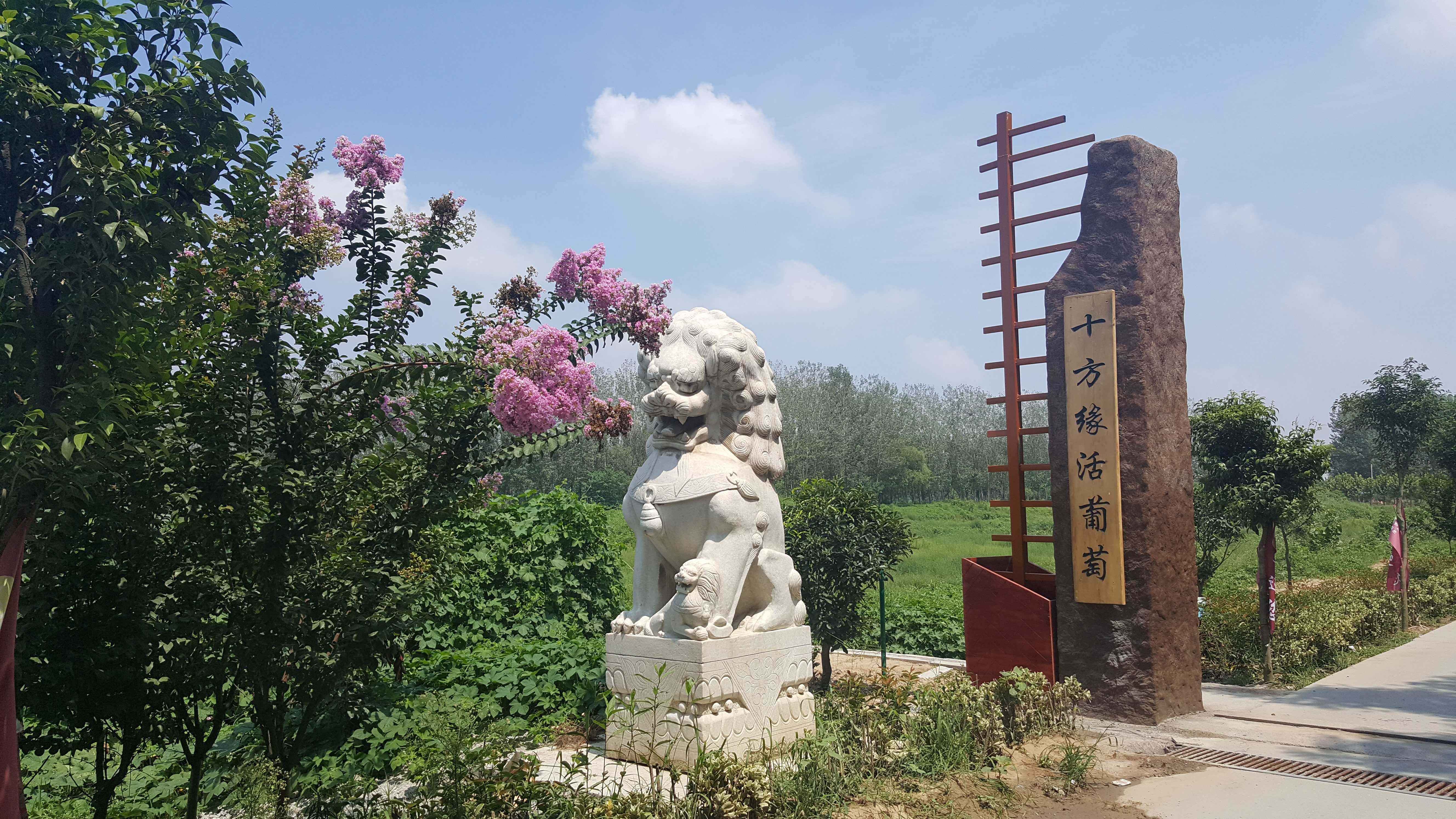 老铁郑州近郊葡萄园陆续开园啦最新最全攻略奉上助您去抢鲜