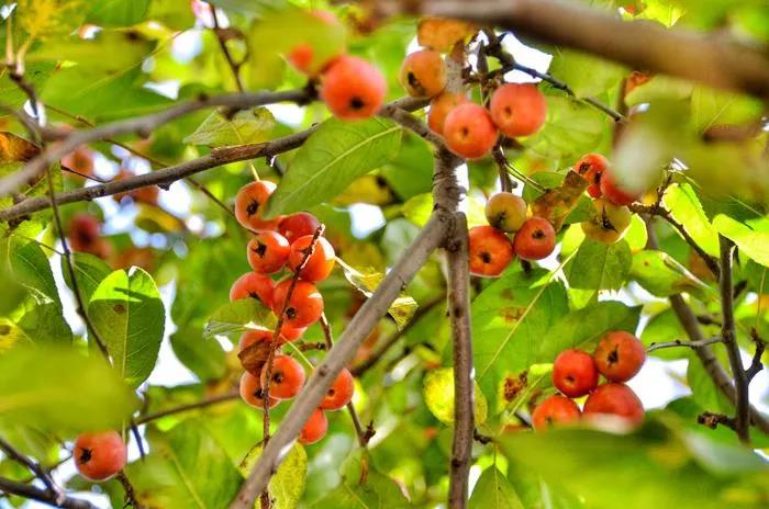 国庆钜惠新乡南太行4a级景区今日起降价还有山果红叶云海等你来撩