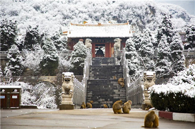 【老家河南 家鄉的年】雪浴太行,中國猴山五龍口美成童話世界!