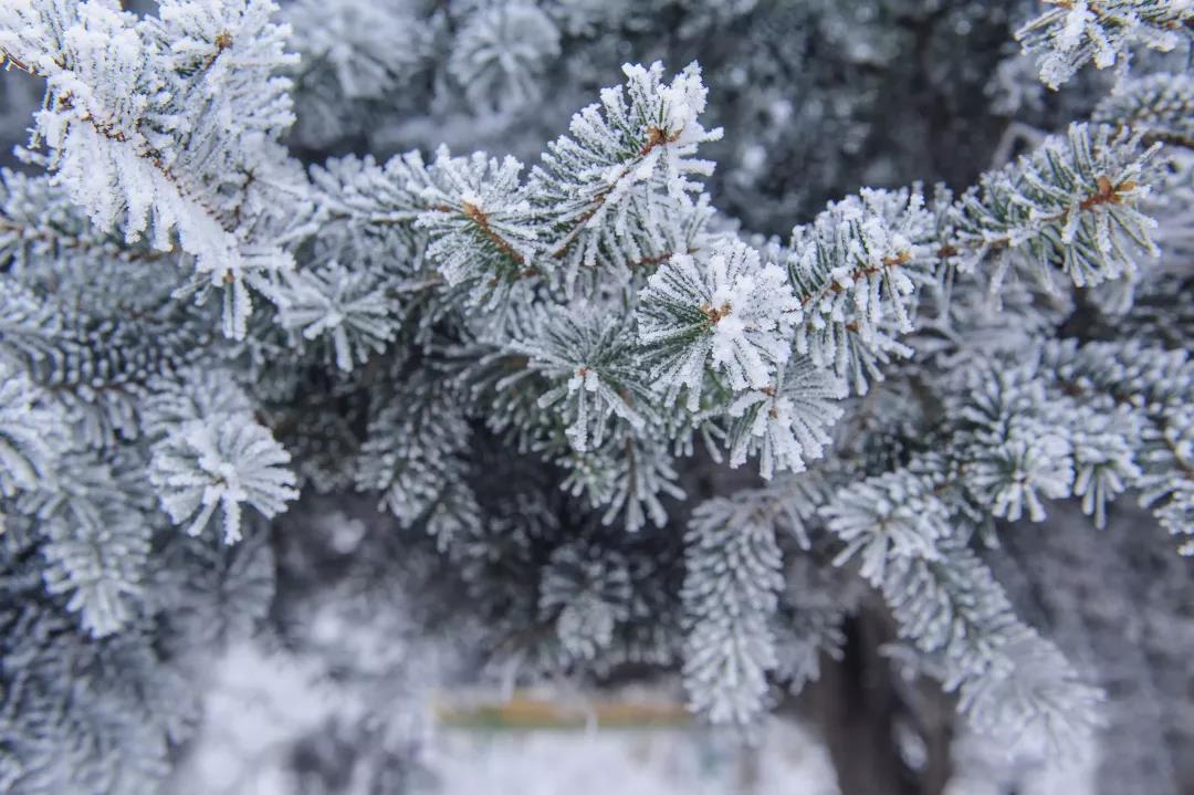 老家河南家鄉的年王屋山喜提新春飛雪浪漫雪景裡有位佳人在等你