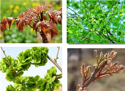 刚刚冒尖儿的木兰芽,口感清甜的榆钱儿,味道独特的香椿……初春的