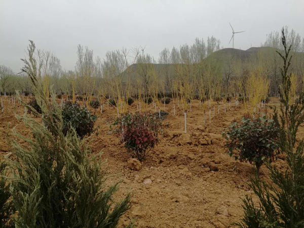 平顶山矸石山植出千亩绿树园