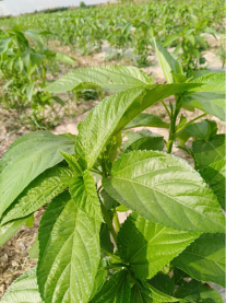 以帝王菜为原料研发出了护肤和保健两大系列产品,目前有莫洛海芽片