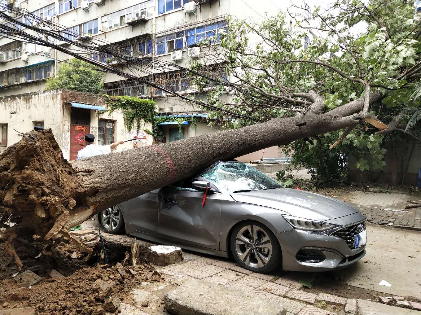 深夜一声巨响！郑州一小区内40年桐树倒了，砸中三辆车 大河新闻 3498