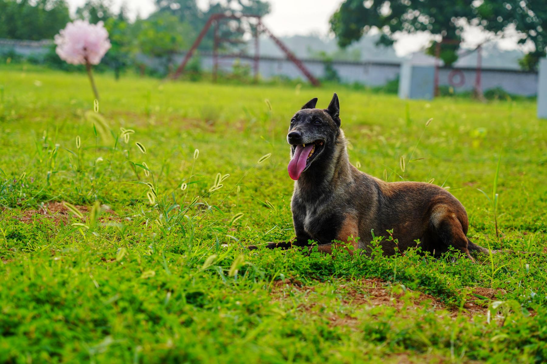 曾因生性胆小遭淘汰,洛阳一搜救犬逆袭成"王者"废墟中搜寻到五名被困