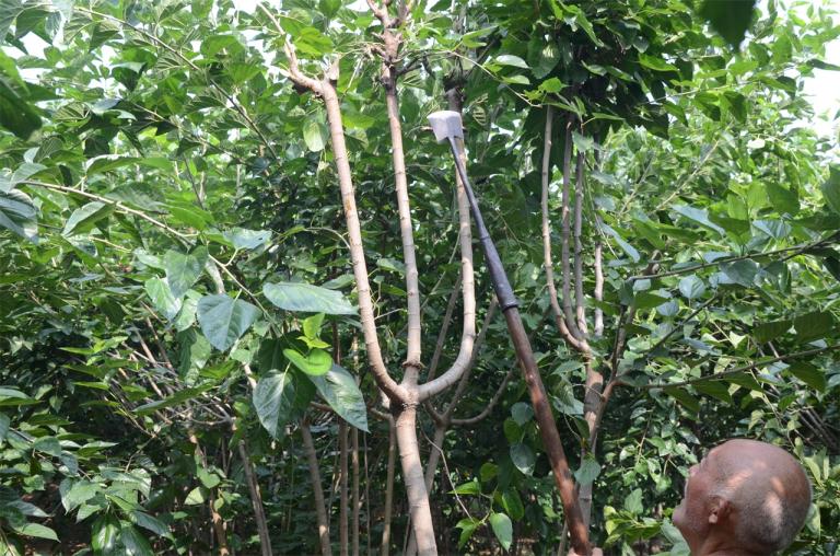 河南七旬老人植桑制杈50年一年做五百杆桑杈感叹手艺要消失