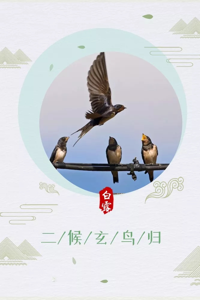 今日白露!露从今夜白,月是故乡明