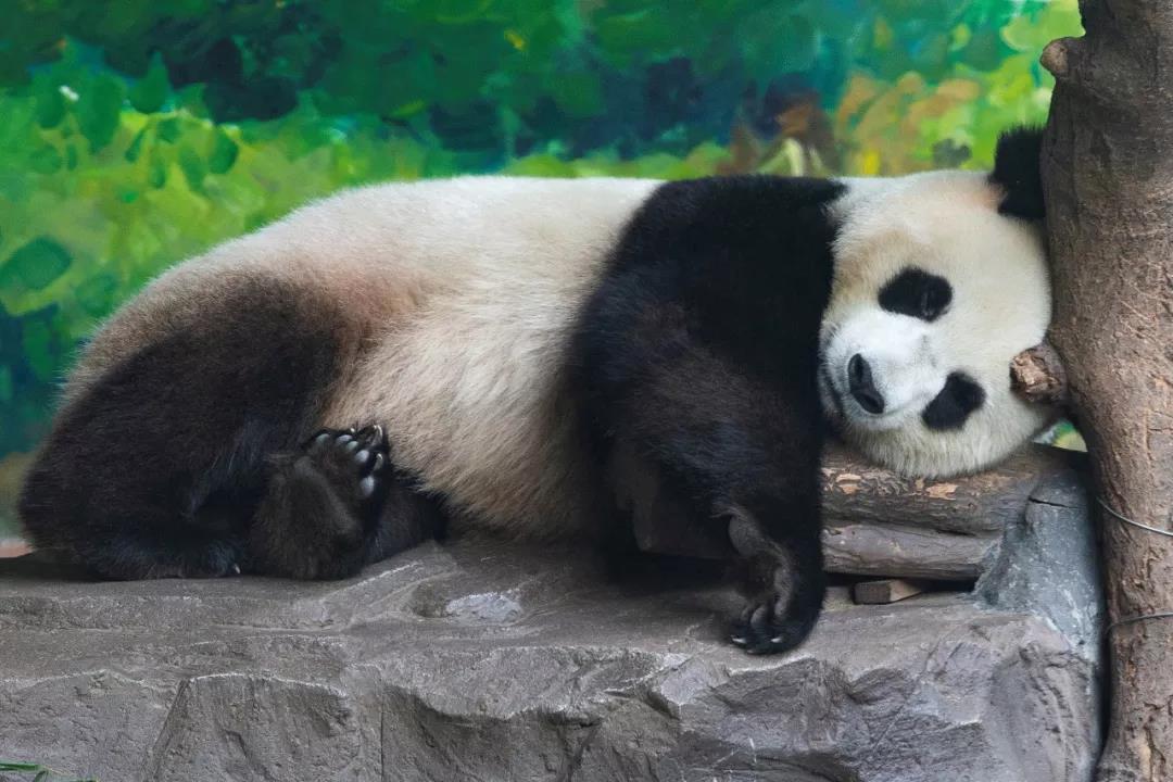 动物情感短剧，跨越物种的温暖与感动