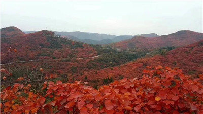 【红叶篇】醉美长寿山 片片红叶情