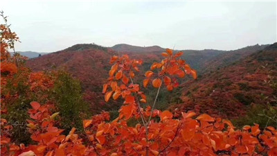 【红叶篇】醉美长寿山 片片红叶情