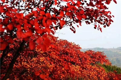 【红叶篇】醉美长寿山 片片红叶情