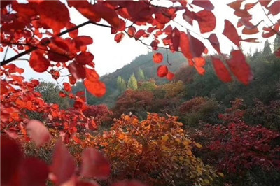 【红叶篇】醉美长寿山 片片红叶情