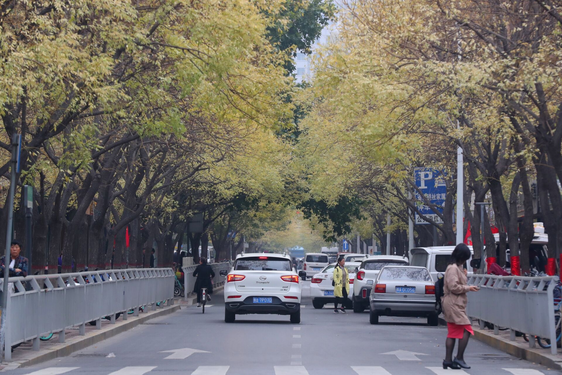 秋天来了,树叶全黄了,郑州政七街成了金色长廊!