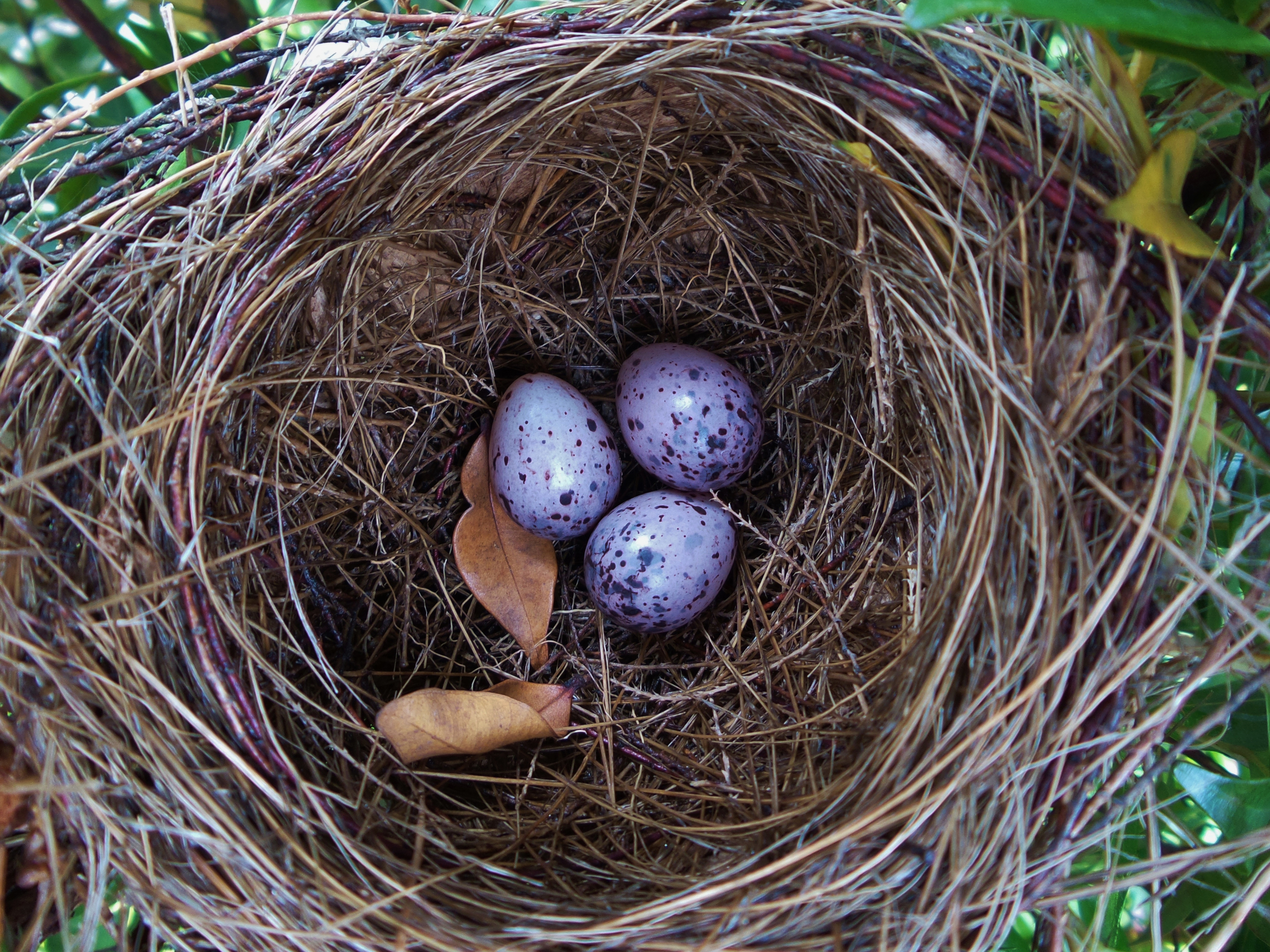 图片故事丨白头翁