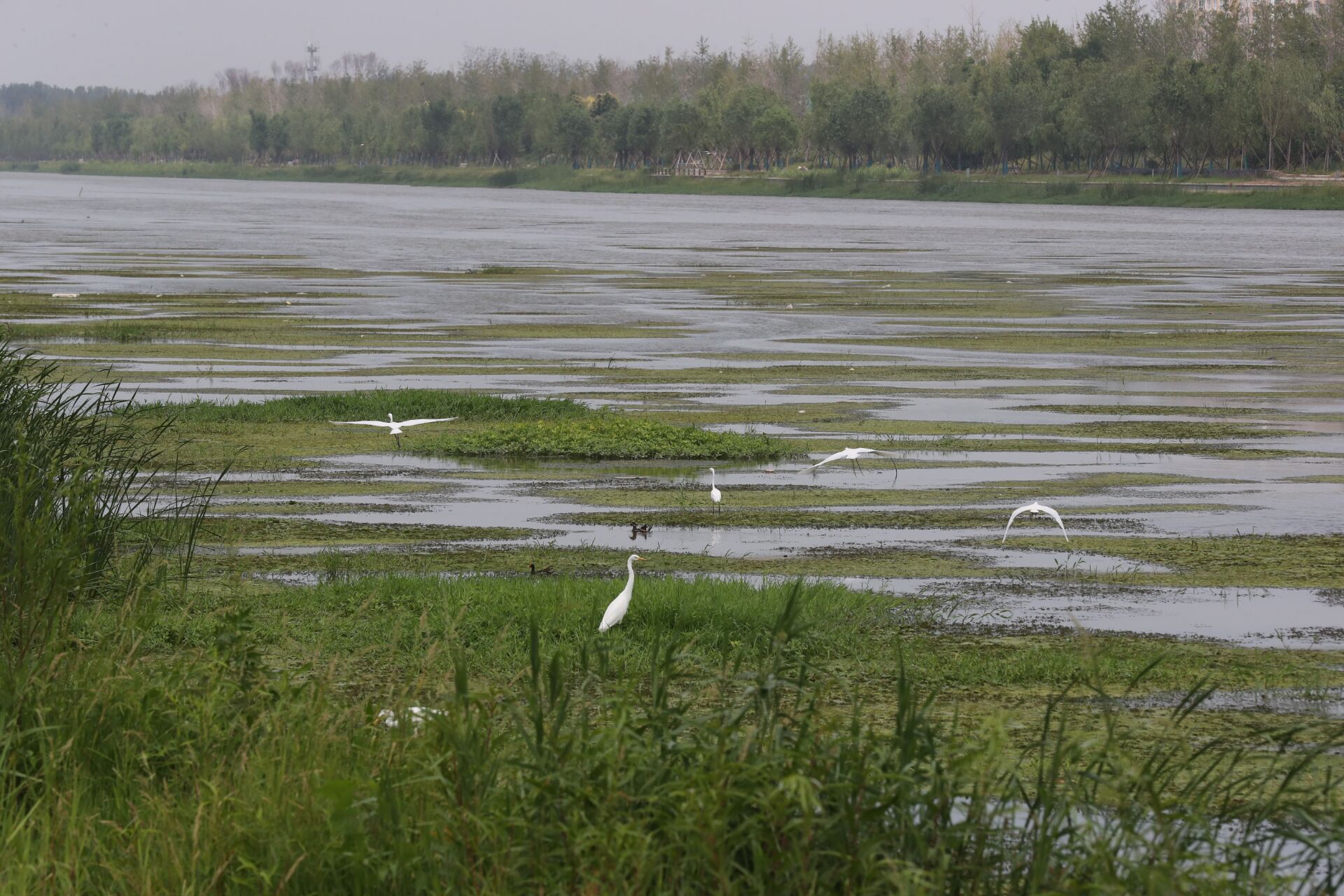 民权黄河故道湿地成河南首个国际重要湿地