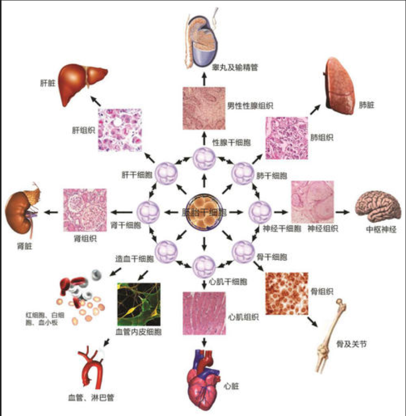 对话安然③!在疾病治疗方面,干细胞被寄予厚望