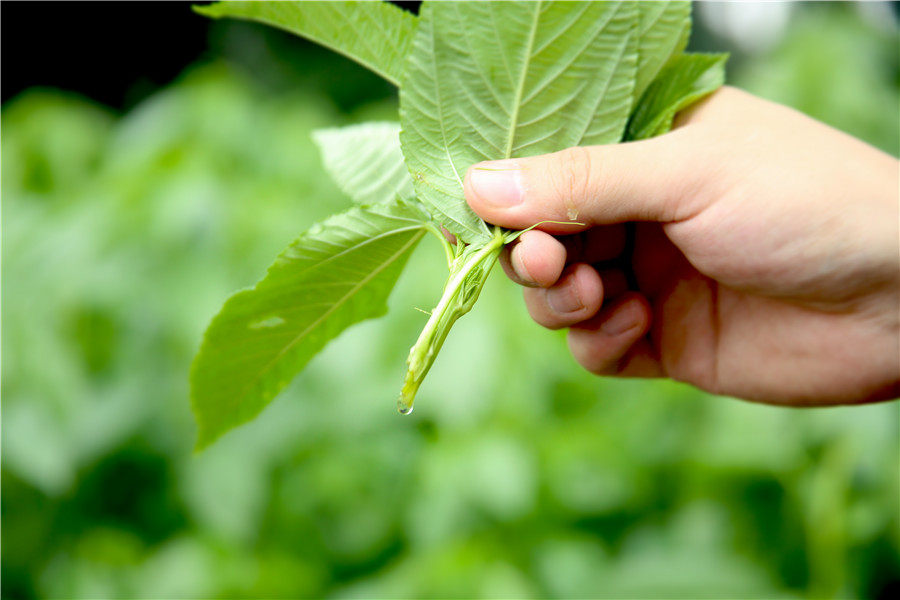 国际盲人日王菜生物暖心献礼阳光之家走进帝王菜采摘基地