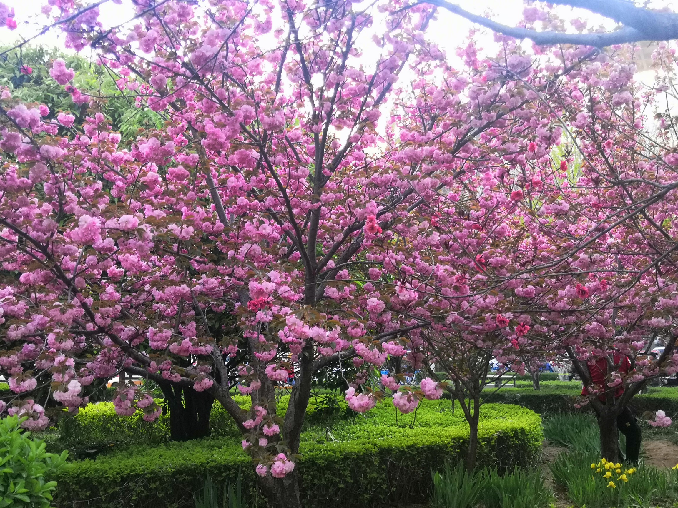 第九届中国（鹤壁）樱花文化节开幕式活动精彩连连 - 中国日报网
