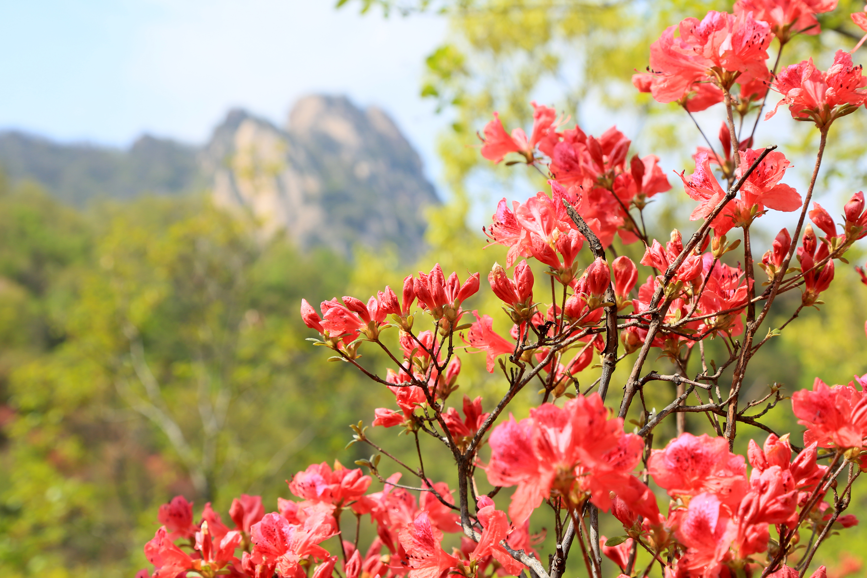 汝阳杜鹃花图片图片