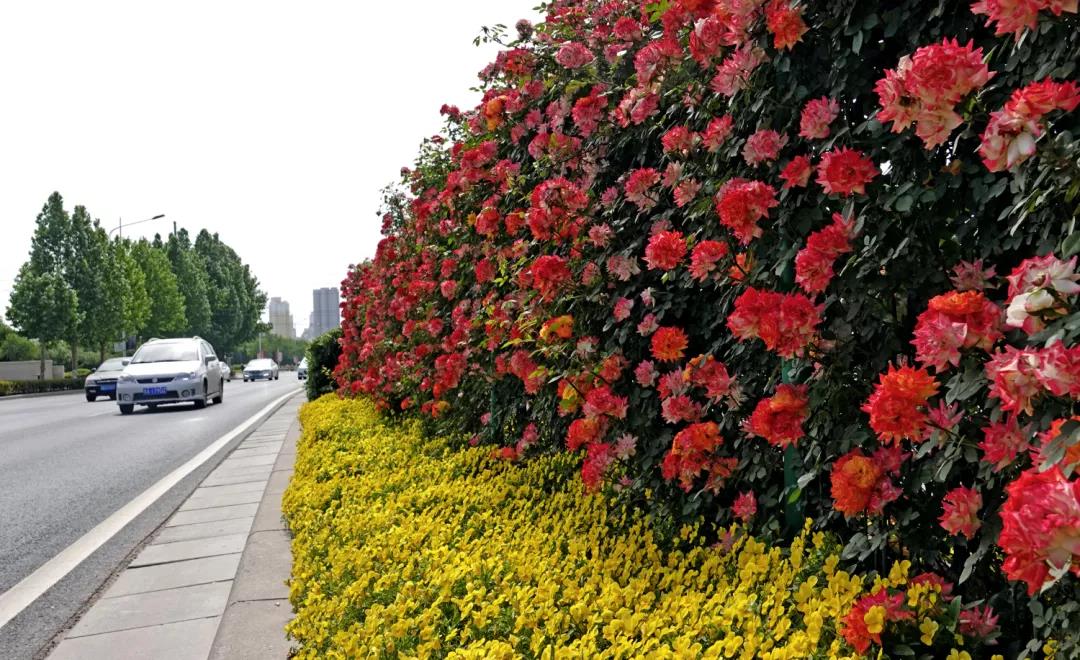 郑州将打造一批市花公园,游园,大道,看看都有哪些?