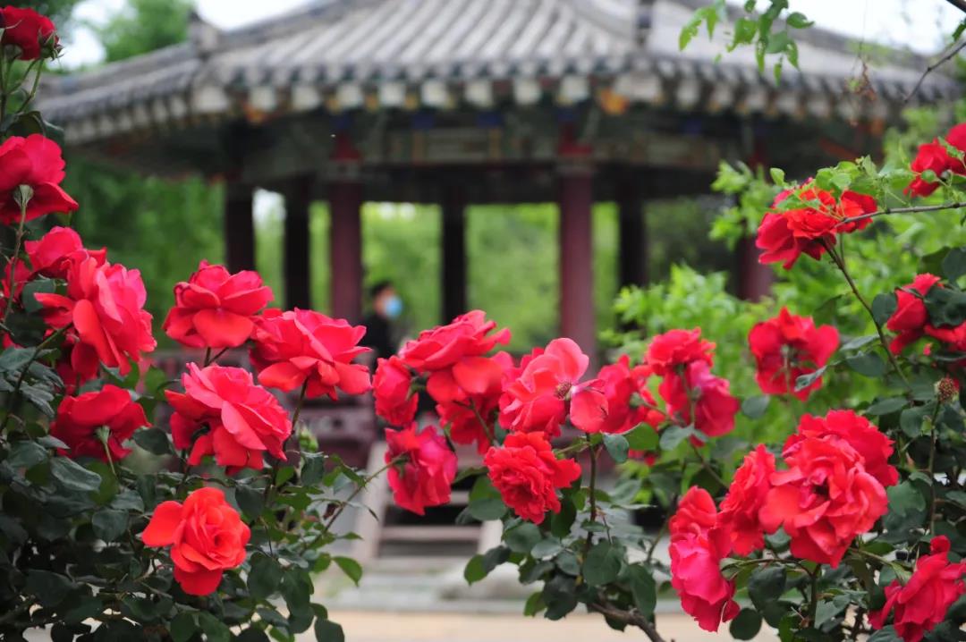 郑州绿博园月季花簇拥绽放宛如一幅美丽画作