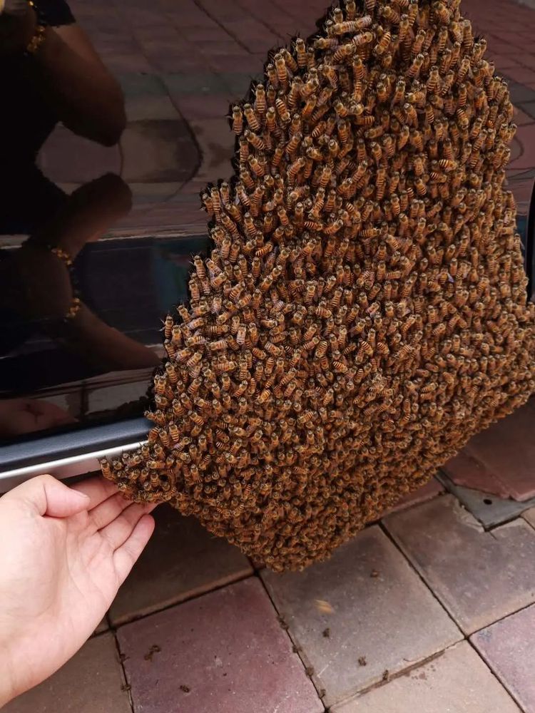 密密麻麻蜜蜂图片