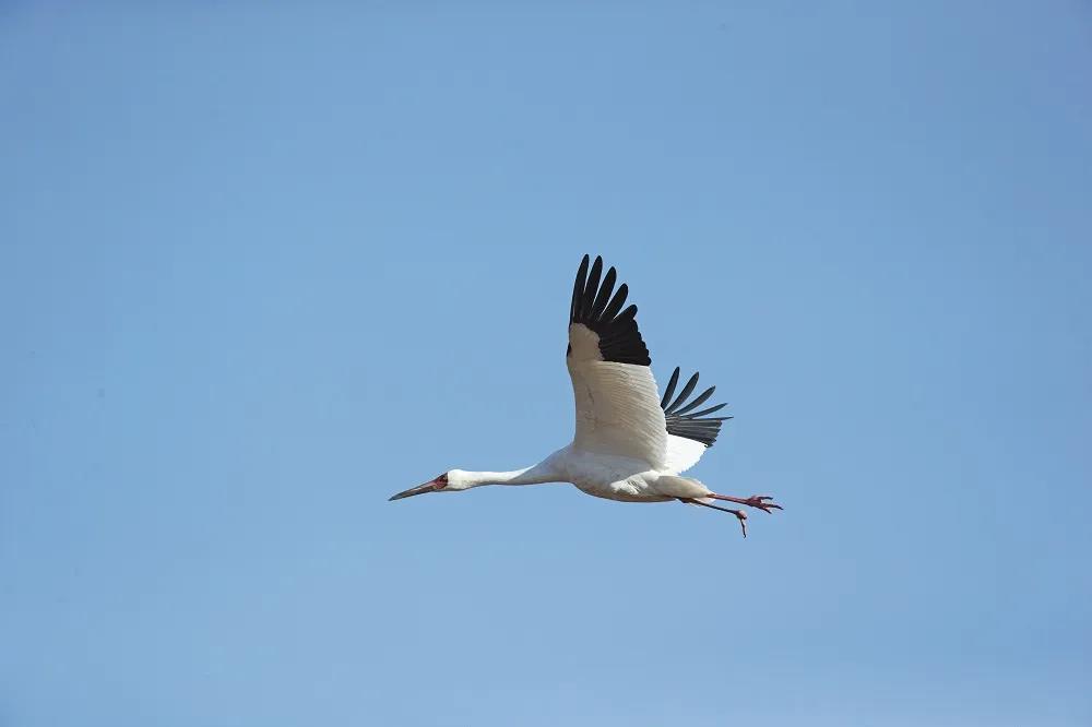 世界上最大的白鹤图片