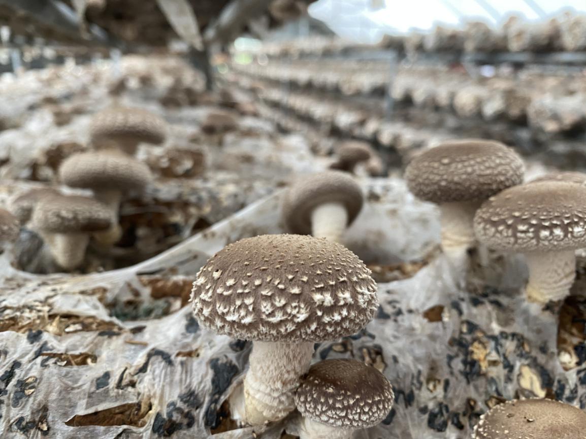 河南卢氏香菇31菌种图片