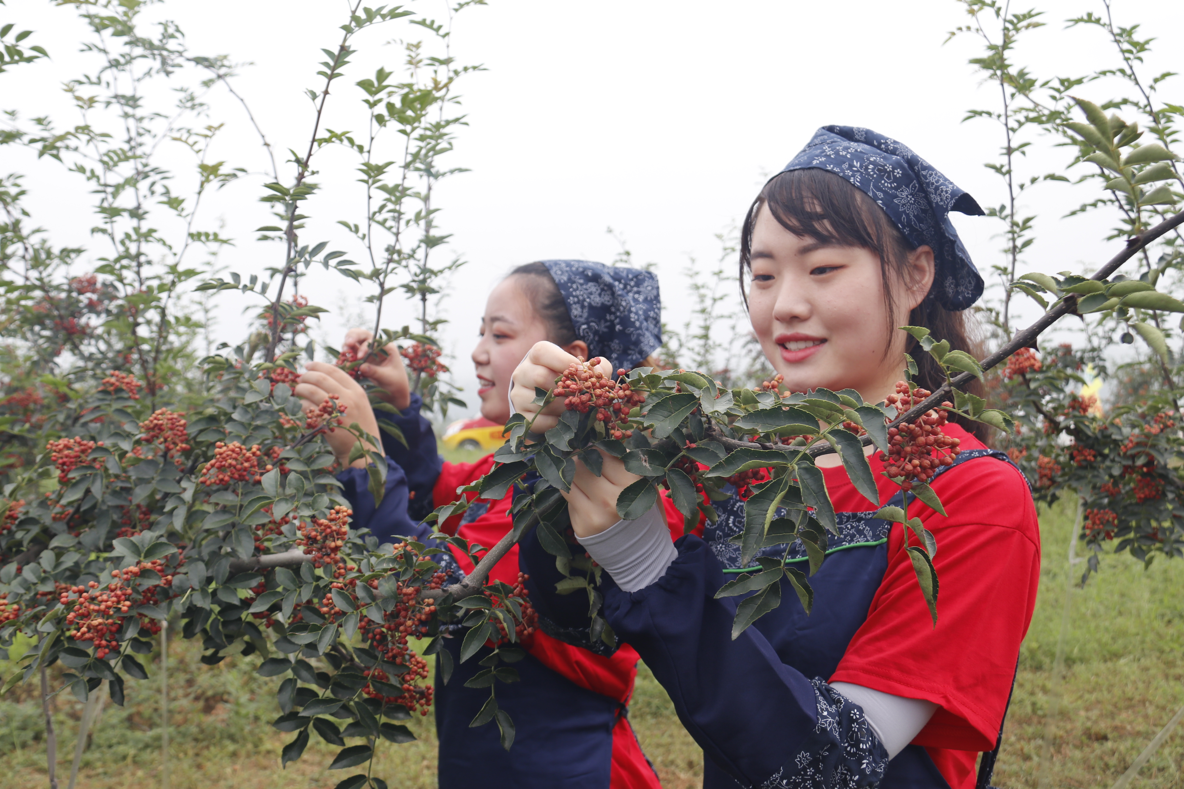 洛阳市宜阳县第一届花椒采摘节开幕