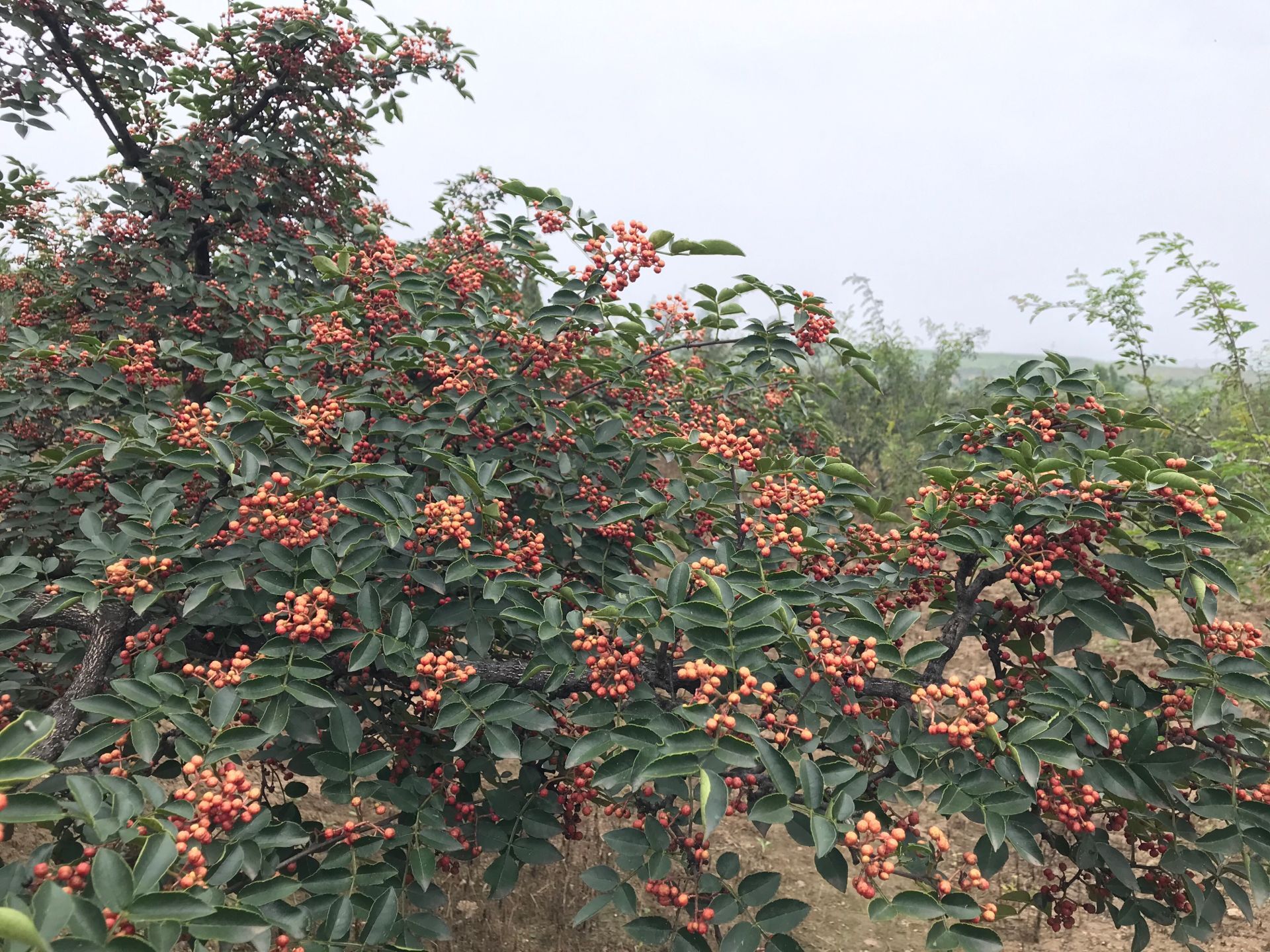 董家花椒的做法(温县大董花椒炒鸡)