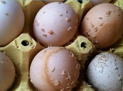 知情人士反映,凤庆县象贤中学的学生营养餐中有八箱鸡蛋生蛆,其余都被