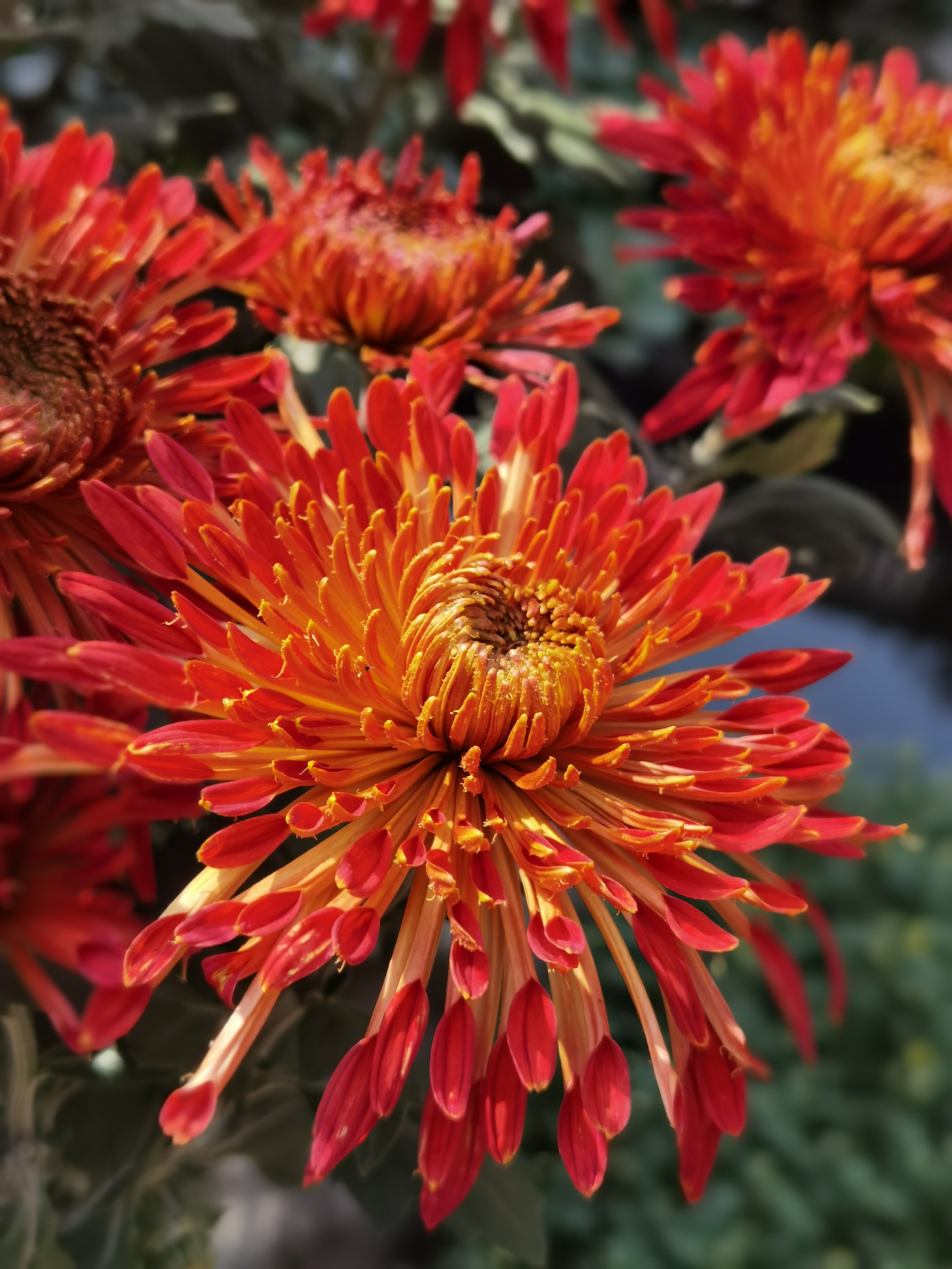 深秋独放的菊花竟被拍这么美商鼎瑞卡金菊摄影大赛开始投票啦美图速看