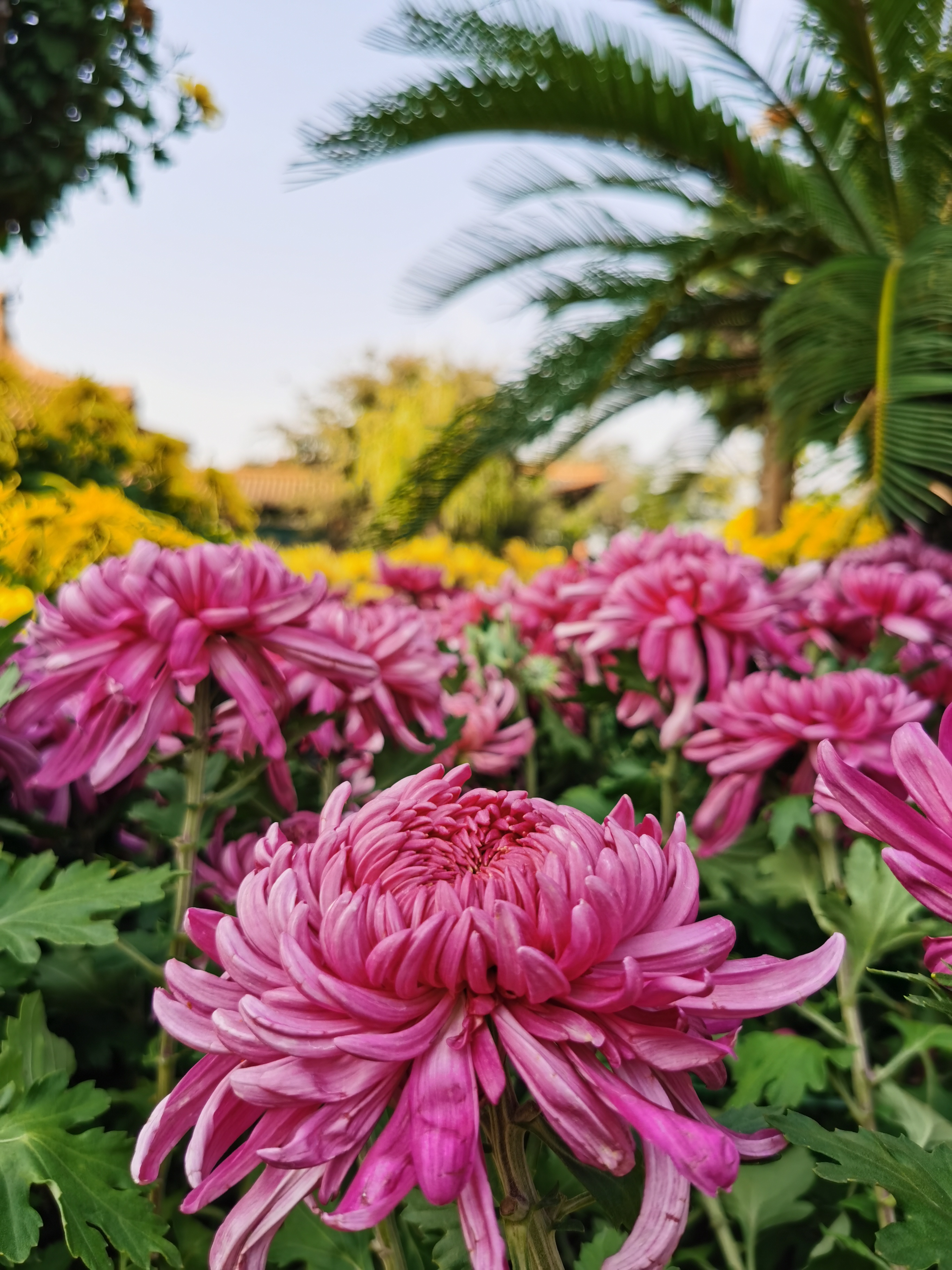 深秋独放的菊花竟被拍这么美商鼎瑞卡金菊摄影大赛开始投票啦美图速看