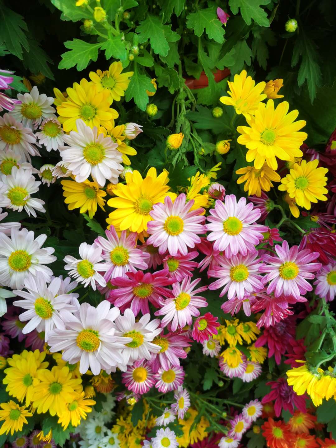 深秋独放的菊花竟被拍这么美商鼎瑞卡金菊摄影大赛开始投票啦美图速看