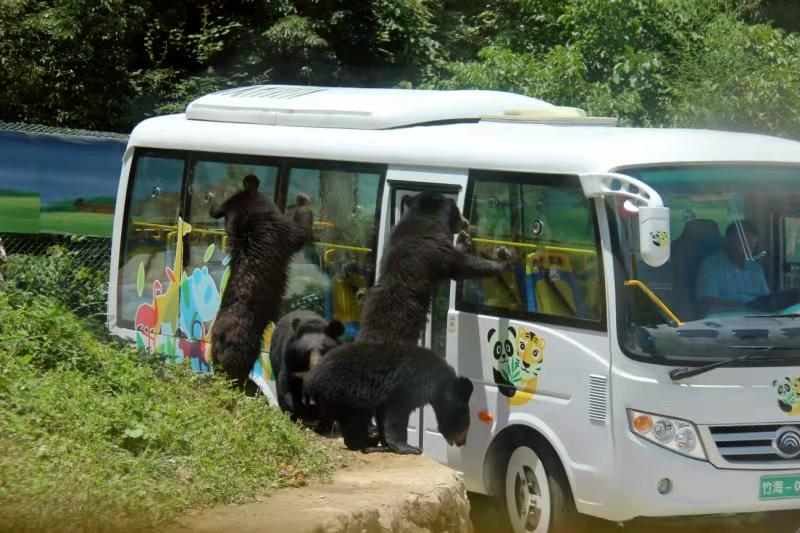 洛陽欒川冬遊季正式啟動竹海野生動物園等景區2021活動更精彩