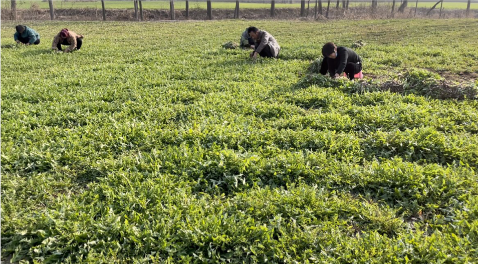讯3月24日,在位于平顶山鲁山县张官营镇小营村的联皓蒲公英种植基地里