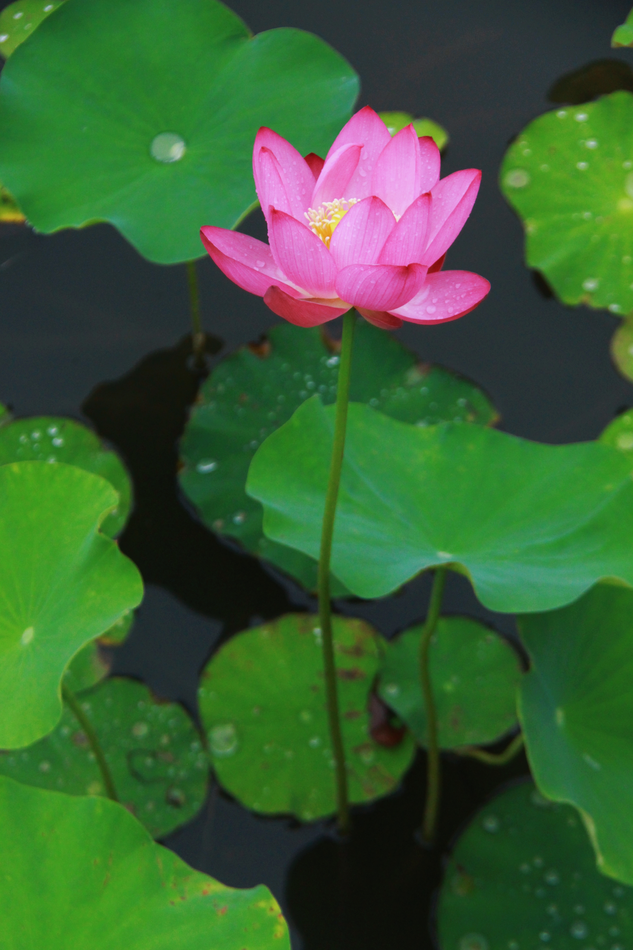 一池荷花映日开 "花中君子" 等您来