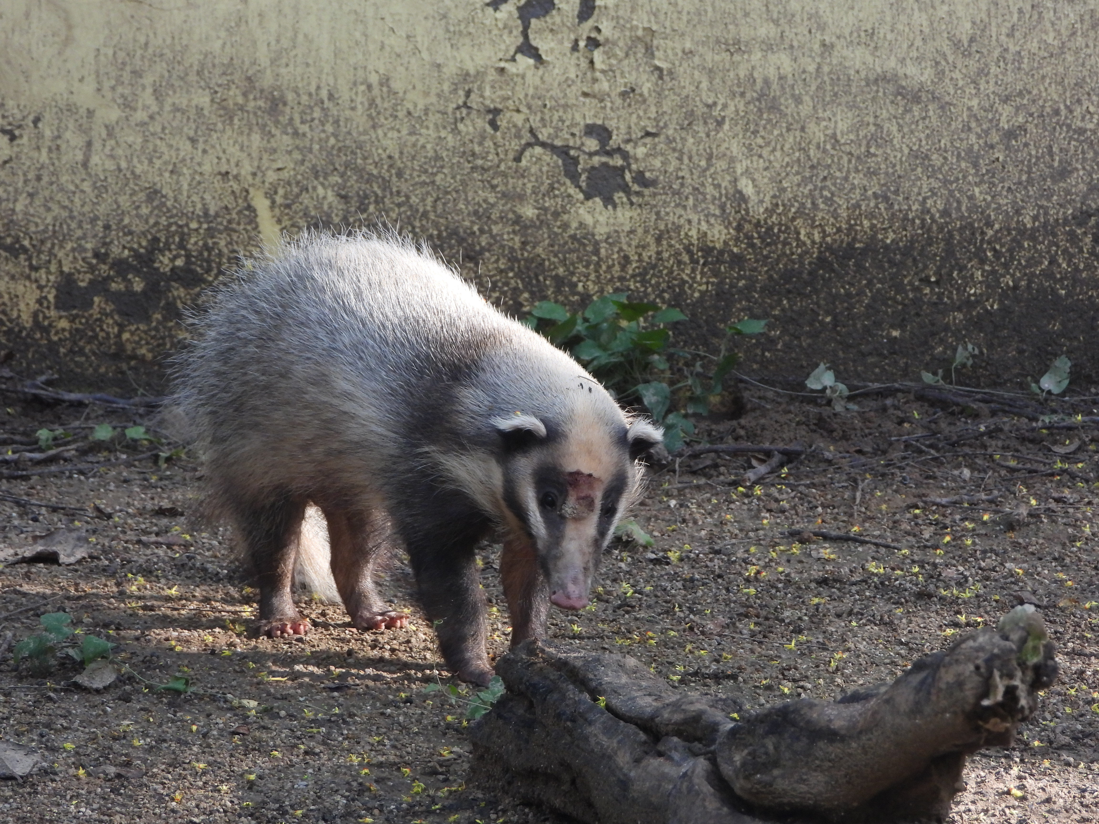 《少年闰土》中抓的"猹",竟出现在郑州闹市居民区!是真的吗?