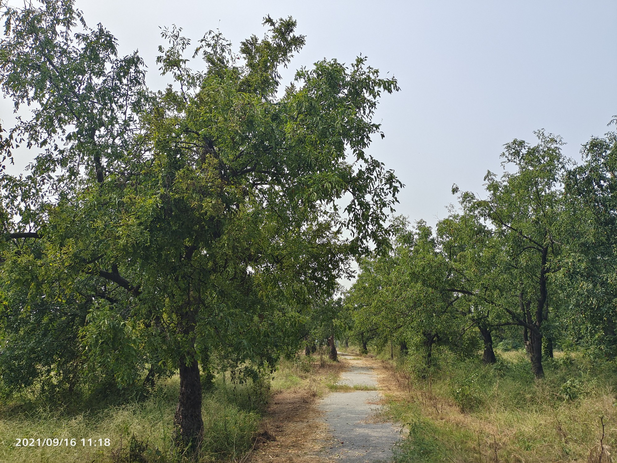 枣子红艳艳,无风落一片 新郑2万株枣树的古树群又"变甜"了
